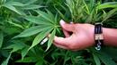 Колорадо легализира марихуаната
