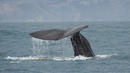 18-метров кит заседна в залива на Ню Йорк