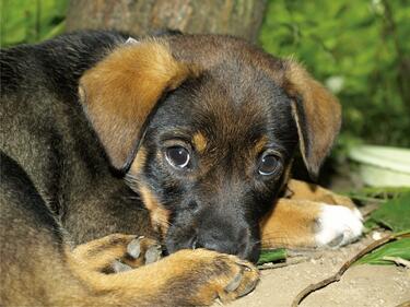 584 кучета са минали през приюта за животни в Кюстендил