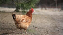 Гласовита кокошка спаси живота на семейство
