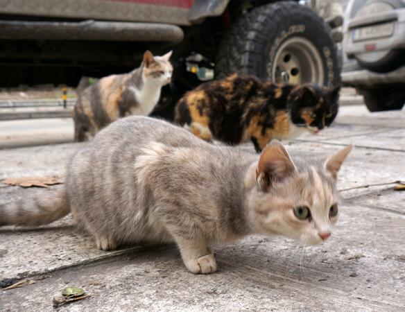 Варненци ще плащат данък "котка"