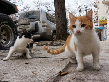 Варненци ще плащат данък "котка"