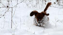 <p>Дори и животните - кученце весело се разхождаше из снежните преспи</p>