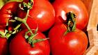 Подрязване на доматите за двойно по-голяма реколта