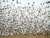 Над 20 вида птици са били открити по течението на река Арда