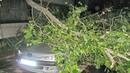 Над 50 сигнала за щети от силния вятър в София