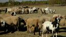 Вилнеещи кози обвинени, че саботират избори