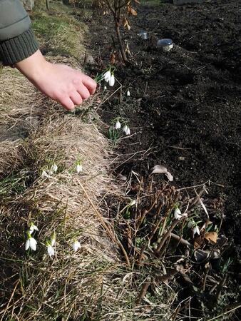 Напук на студа кокичета цъфнаха в пернишкото село Кладница