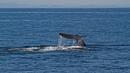 Предложиха 50 хил. евро на британец за повърнато от кит