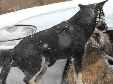 Домашни кучета нападат хора в Благоевград
