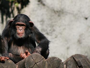 Шимпанзетата имат по-добра памет от нас