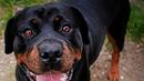 Явор Гечев: Питбулите в кучешките боеве са като професионални бодибилдъри
