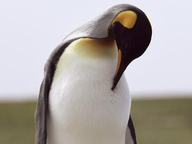 Приключението на един загубен кралски пингвин 