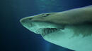 Новозеландски режисьор беше убит от акули