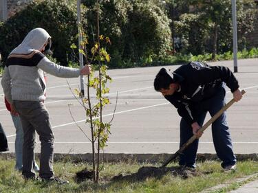 135 дръвчета украсяват Средец за Освобождението