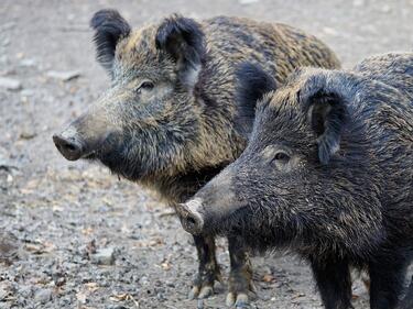 Нов случай на чума по свинете в Румъния