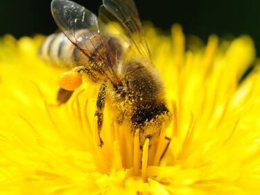 Пчелите се включват в борбата с HIV