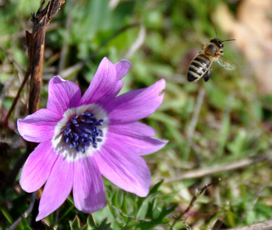 С настъпването на пролетта поляните край хасковското село Александрово, известно с тракийската си гробница и музея на тракийското изкуство, са изпъстрени с цветя опрашвани от пчелите