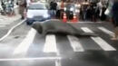 Морски слон нахлу на централна улица и я затвори