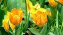 5 здравни причини да обичаме пролетта