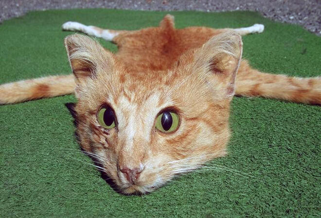 Кошмарен търг - продават чердже от кожа на котка
