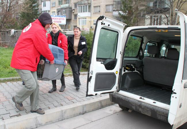 Във Велико Търново започна кампания за кастрация, ваксинация и обезпаразитяване на бездомни животни