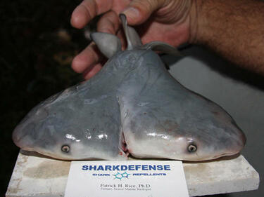 Рибари уловиха мутирала двуглава акула