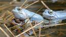 Във Франция счупиха глупомера! Разследват жаби, защото крякали шумно
