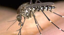 Комари нападат Русе