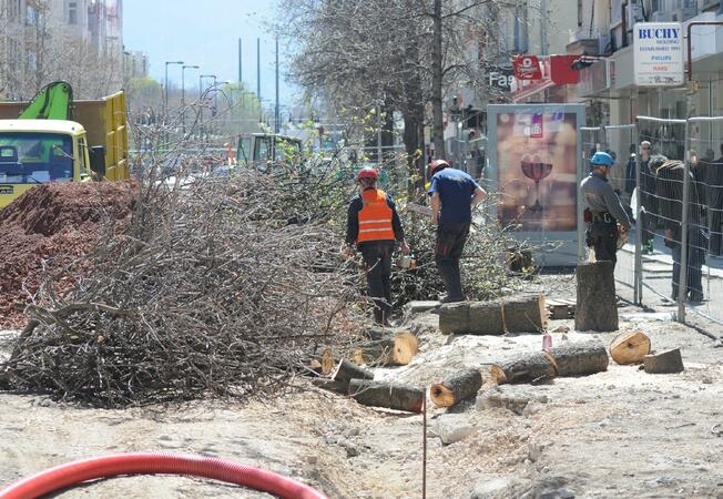 Паралелно с ремонта на пешеходния булевард "Витоша", служители на общинска фирма започнаха процедура по премахване на опасни дървета.