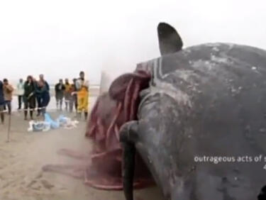 Няма да повярвате какво изпуска един умрял кит