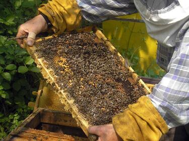 От 7 май приемат заявления за плащане по пчеларската програма