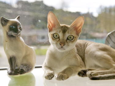 Котки сингапура ще се състезават на международна изложба
