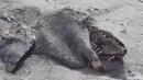 Страховито морско чудовище се появи на брега в Нова Зеландия