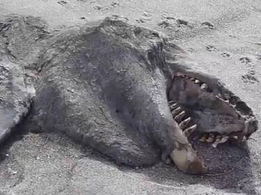 Страховито морско чудовище се появи на брега в Нова Зеландия