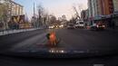 Това видео ще ви трогне до сълзи