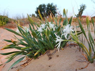Застрашени вид пясъчни лилии вирее на плажа Силистар, концесионерът взе мерки да опази редките растения