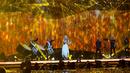 Дания спечели "Евровизия" 2013
