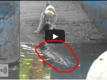 Изключително видео: котка се сби с крокодил