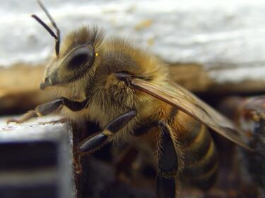 Пчели ще разминират Балканите