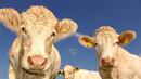 Мит или истина: Кравите отделят повече парникови газове, отколкото транспорта
