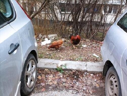 София буквално заприлича на курник Стотици кокошки кръстосват безпризорно улиците Снимка