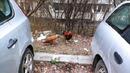 София буквално заприлича на курник: Стотици кокошки кръстосват безпризорно улиците