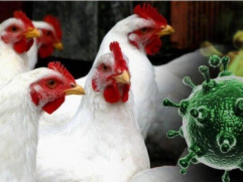 Вълната от птичи грип в Азия и Европа е по-опасна