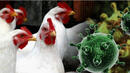 Вълната от птичи грип в Азия и Европа е по-опасна за хората 