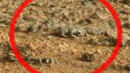 Космически гущер притичва по Марс