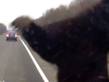Отвратително видео показва какво се вижда от предното стъкло на кола, която блъска мечка (18+)