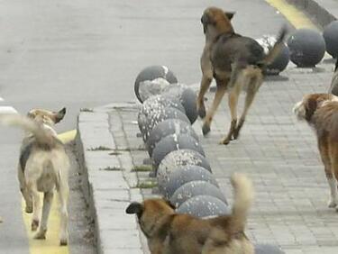 Бездомни кучета нападат масово хората в Драгоман ВИДЕО