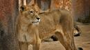 Лекуват лъвицата в зоопарка в Павликени 