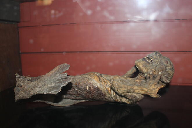 Вижте страховитата мумия на истинска русалка